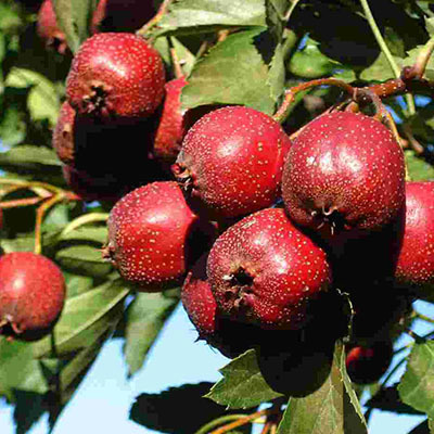 想要種植甜山楂?為什么不呢? —— 水果種植新選擇