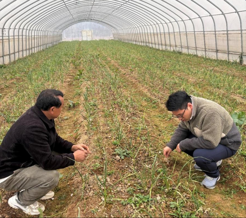 我院教師深入陽新開展果蔬種植技術服務，助力鄉村振興