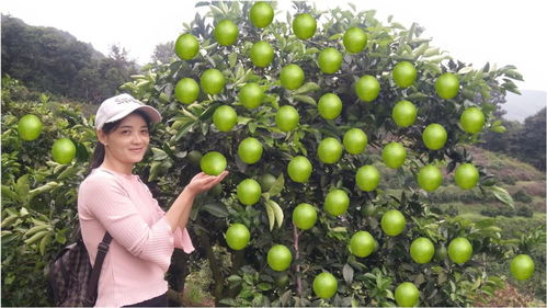 姑父的“點果成金”術 一棵樹掛果150斤，年入50萬的水果種植傳奇