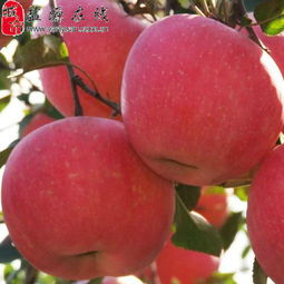 鹽源縣新農通果蔬種植專業合作社 匠心耕耘，孕育高原水果新篇章